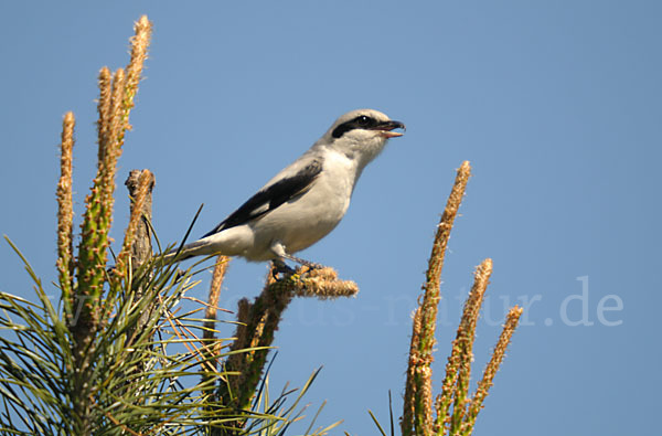 Raubwürger (Lanius excubitor koenigi)