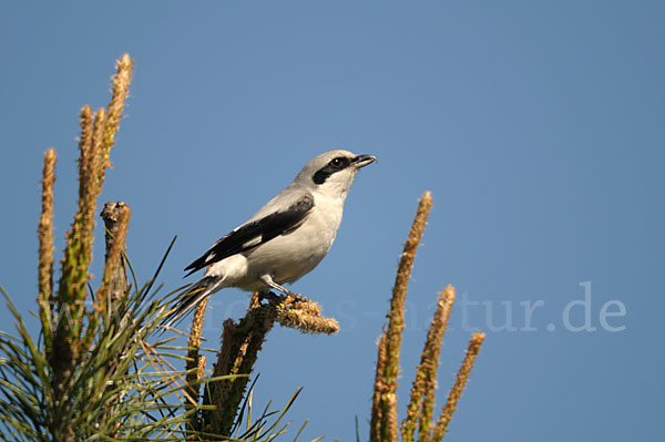 Raubwürger (Lanius excubitor koenigi)