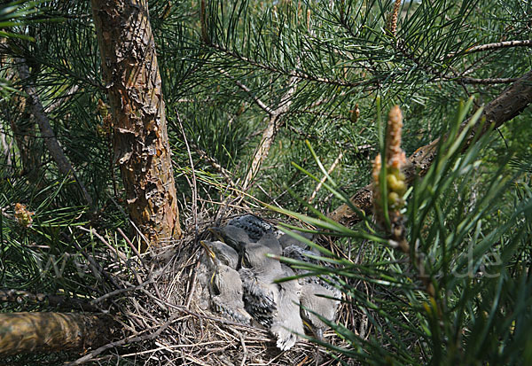 Raubwürger (Lanius excubitor koenigi)