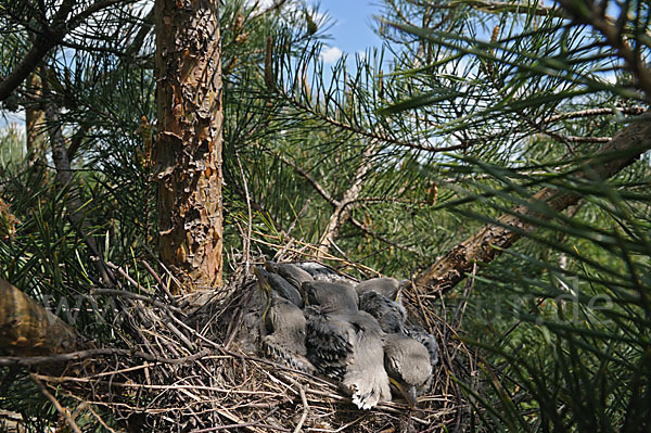 Raubwürger (Lanius excubitor koenigi)