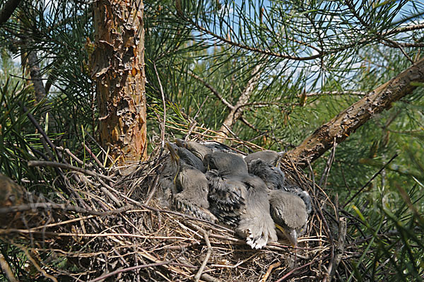 Raubwürger (Lanius excubitor koenigi)