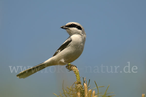 Raubwürger (Lanius excubitor koenigi)