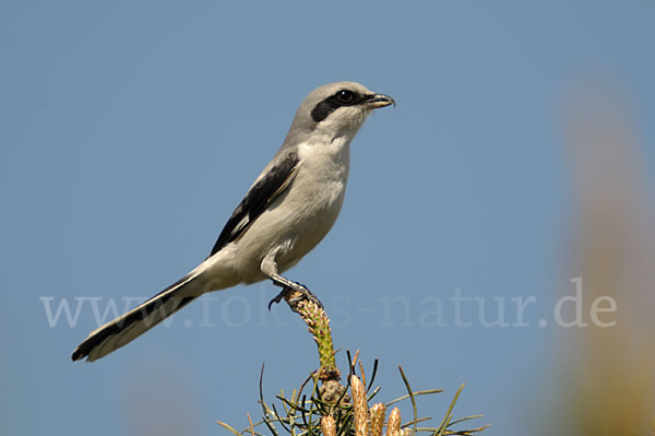 Raubwürger (Lanius excubitor koenigi)