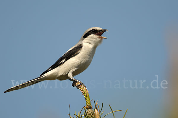 Raubwürger (Lanius excubitor koenigi)