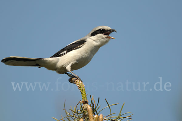 Raubwürger (Lanius excubitor koenigi)