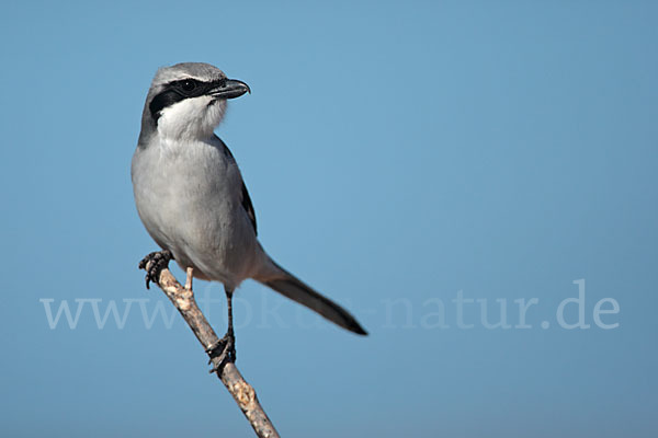 Raubwürger (Lanius excubitor koenigi)