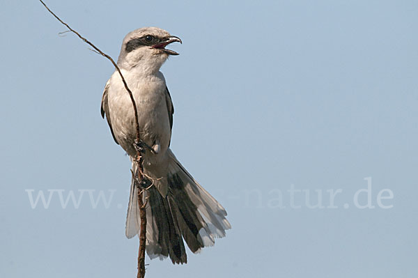 Raubwürger (Lanius excubitor koenigi)