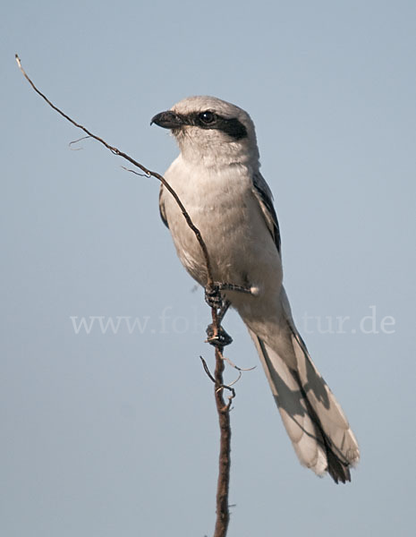 Raubwürger (Lanius excubitor koenigi)