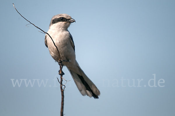 Raubwürger (Lanius excubitor koenigi)