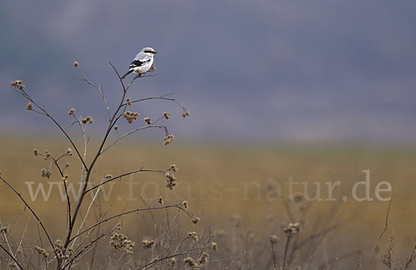 Raubwürger (Lanius excubitor koenigi)