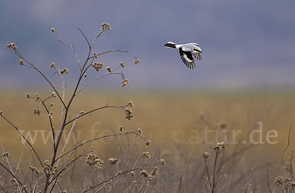 Raubwürger (Lanius excubitor koenigi)
