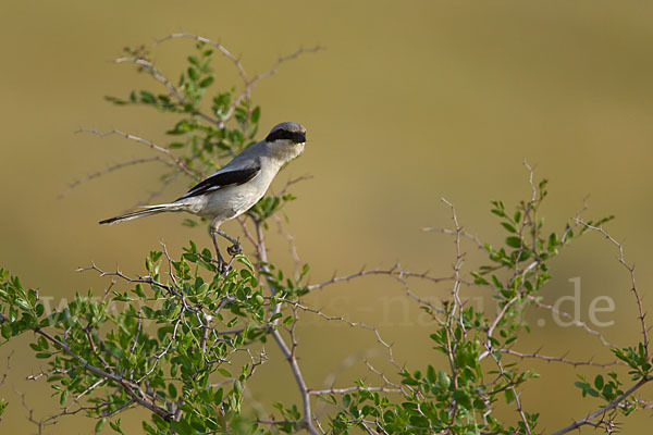 Raubwürger (Lanius excubitor koenigi)