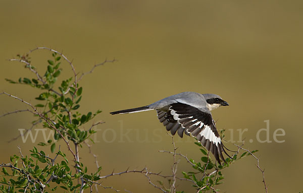 Raubwürger (Lanius excubitor koenigi)