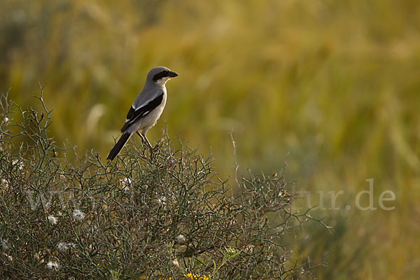 Raubwürger (Lanius excubitor koenigi)