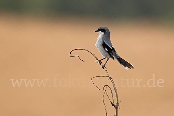 Raubwürger (Lanius excubitor koenigi)