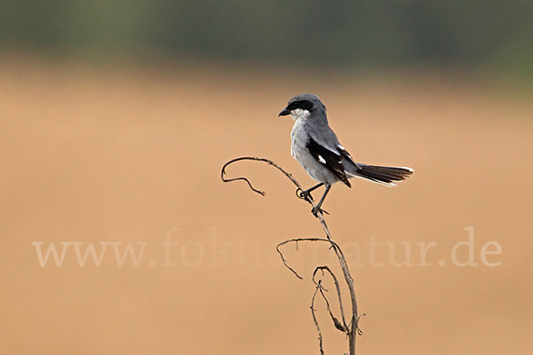 Raubwürger (Lanius excubitor koenigi)