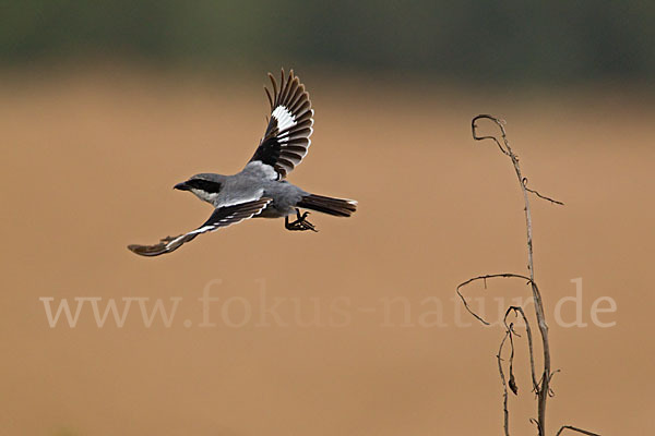 Raubwürger (Lanius excubitor koenigi)