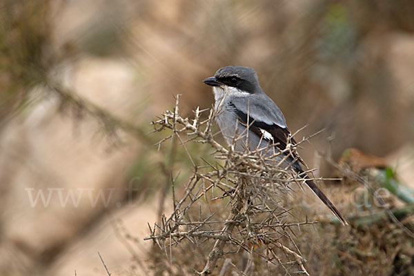 Raubwürger (Lanius excubitor koenigi)