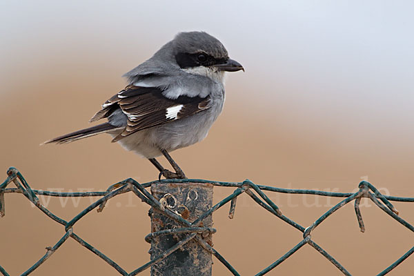 Raubwürger (Lanius excubitor koenigi)