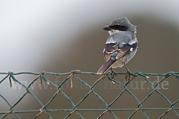 Raubwürger (Lanius excubitor koenigi)