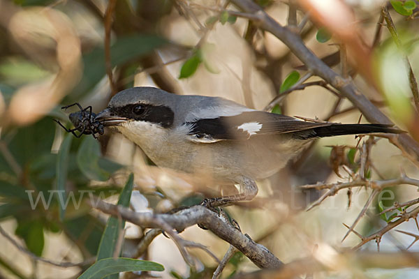 Raubwürger (Lanius excubitor koenigi)