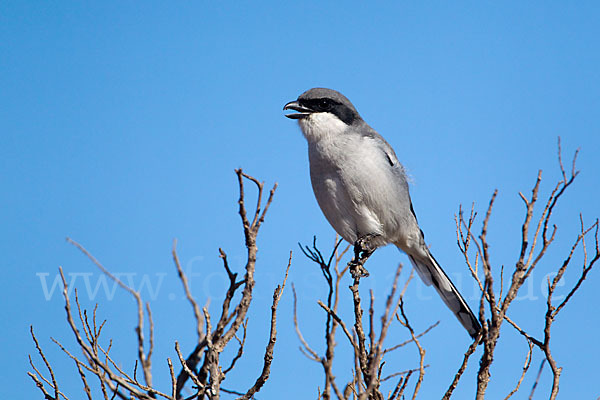 Raubwürger (Lanius excubitor koenigi)