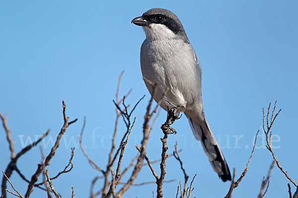 Raubwürger (Lanius excubitor koenigi)