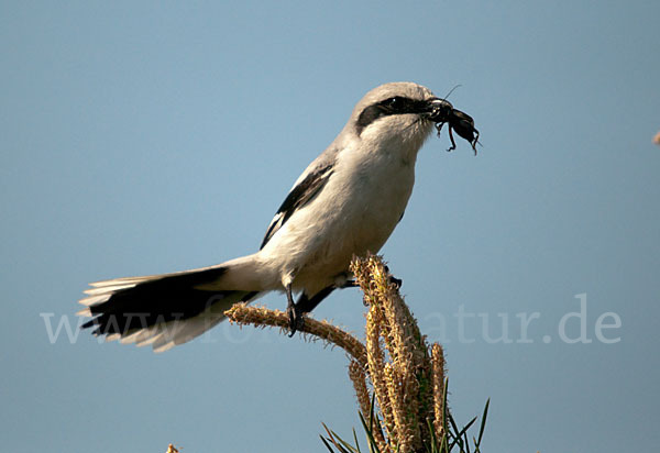 Raubwürger (Lanius excubitor koenigi)