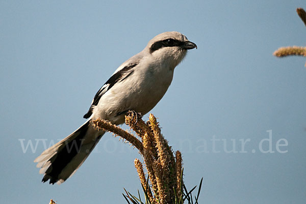 Raubwürger (Lanius excubitor koenigi)