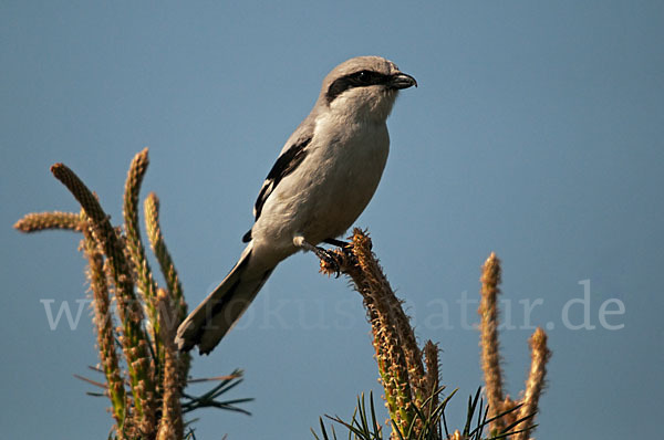 Raubwürger (Lanius excubitor koenigi)