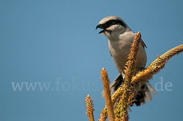 Raubwürger (Lanius excubitor koenigi)