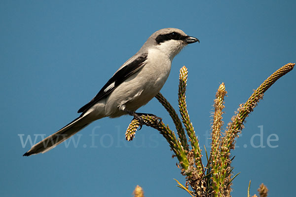 Raubwürger (Lanius excubitor koenigi)