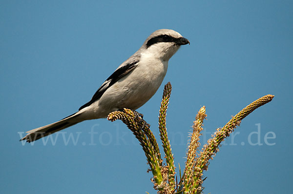 Raubwürger (Lanius excubitor koenigi)