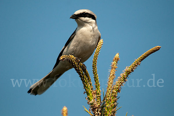 Raubwürger (Lanius excubitor koenigi)