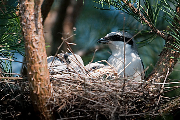 Raubwürger (Lanius excubitor koenigi)