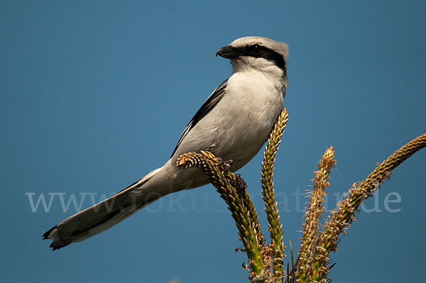 Raubwürger (Lanius excubitor koenigi)