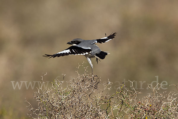 Raubwürger (Lanius excubitor koenigi)