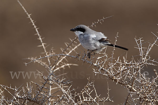 Raubwürger (Lanius excubitor koenigi)