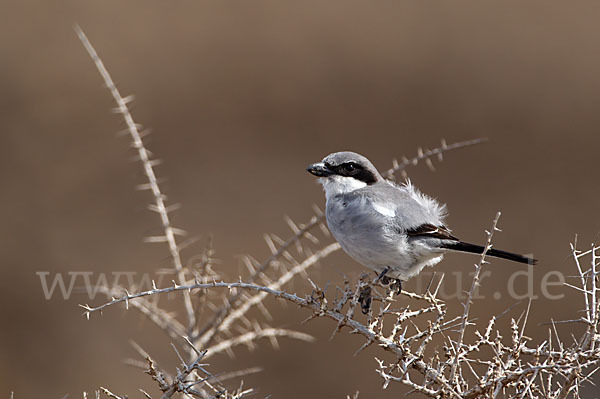 Raubwürger (Lanius excubitor koenigi)