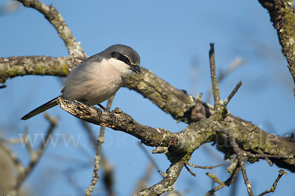 Raubwürger (Lanius excubitor koenigi)