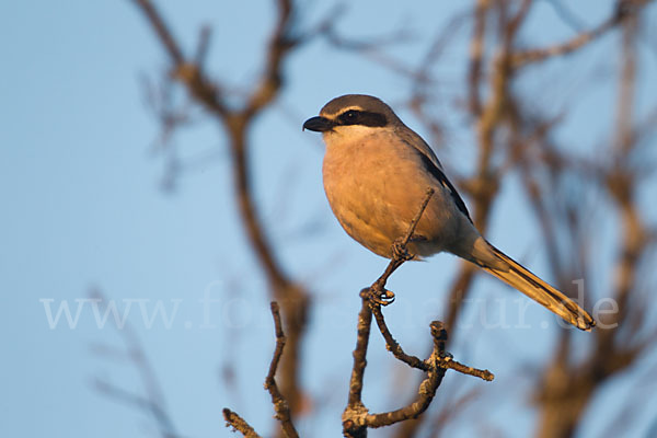 Raubwürger (Lanius excubitor koenigi)