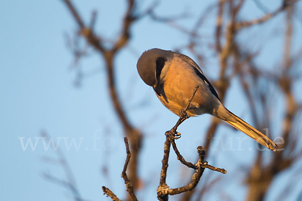 Raubwürger (Lanius excubitor koenigi)