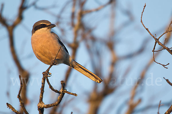 Raubwürger (Lanius excubitor koenigi)