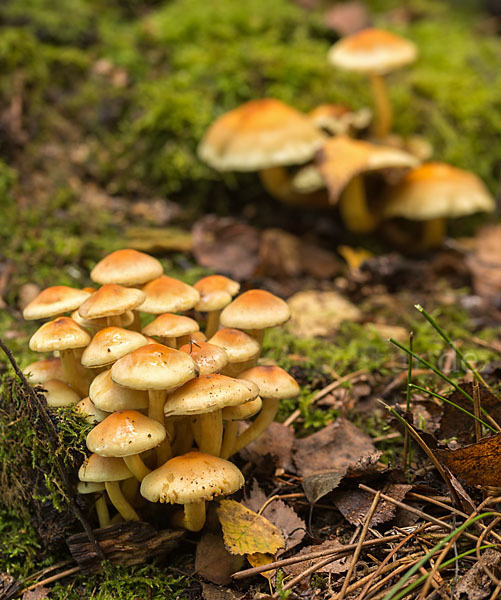 Rauchblättriger Schwefelkopf (Hypholoma capnoides)