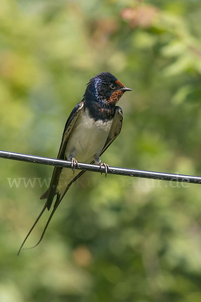 Rauchschwalbe (Hirundo rustica)