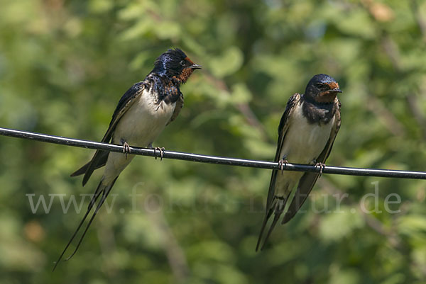 Rauchschwalbe (Hirundo rustica)