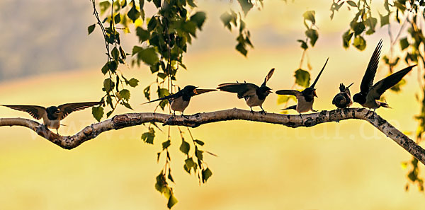 Rauchschwalbe (Hirundo rustica)