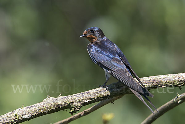 Rauchschwalbe (Hirundo rustica)