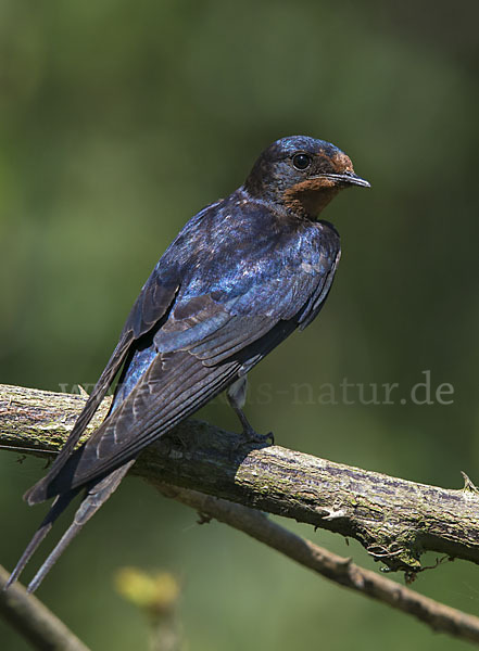 Rauchschwalbe (Hirundo rustica)