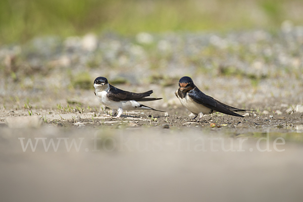 Rauchschwalbe (Hirundo rustica)